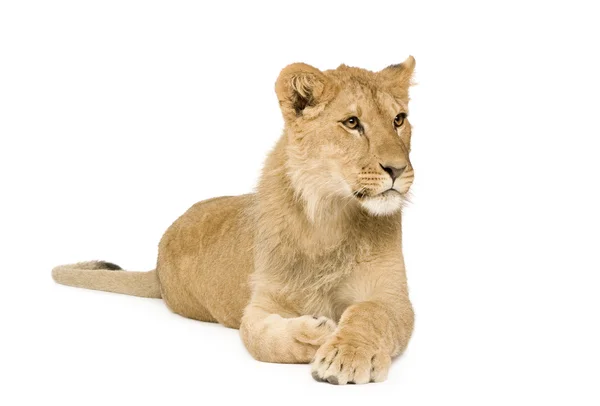 Lion Cub (9 maanden) — Stockfoto