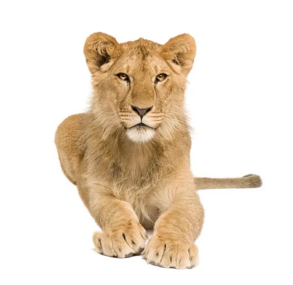 Cachorro león (9 meses ) — Foto de Stock