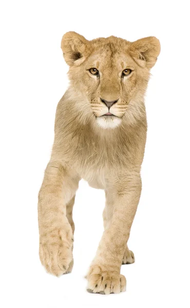 Lion Cub (9 månader) — Stockfoto