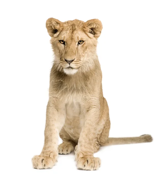 Cachorro león (9 meses ) — Foto de Stock