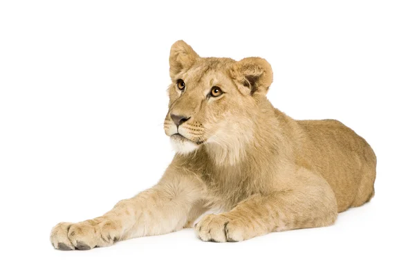 Lion Cub (9 maanden) — Stockfoto