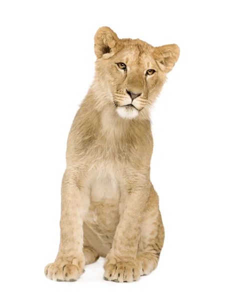 Löwenbaby (9 Monate)) — Stockfoto