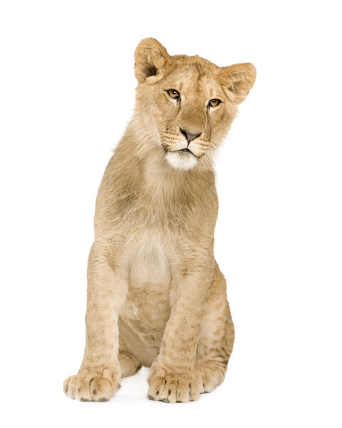 Lion Cub (9 месяцев
)