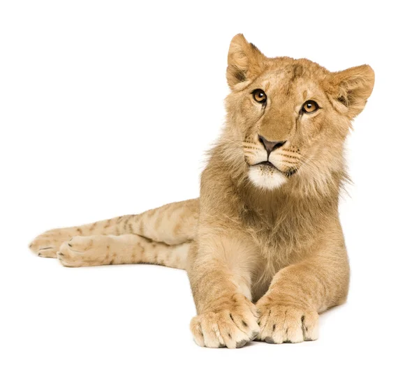 stock image Lion Cub (9 months)