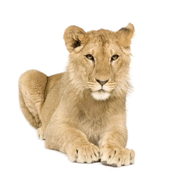 Lion Cub (9 månader) — Stockfoto