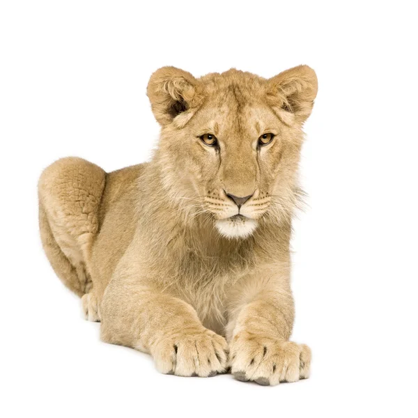 Lion Cub (9 hónap) — Stock Fotó