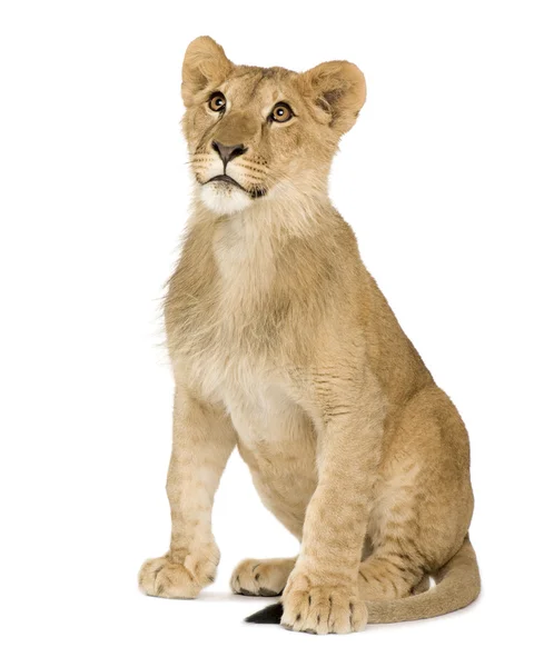 Löwenbaby (9 Monate)) — Stockfoto