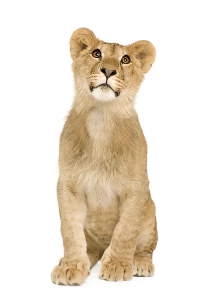 Cachorro león (9 meses ) —  Fotos de Stock