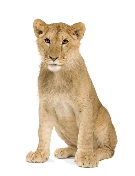 Lion Cub (9 months) — Stock Photo, Image