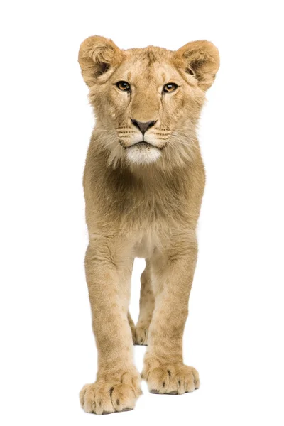 Lion Cub (9 месяцев ) — стоковое фото