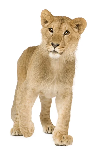Lion Cub (9 месяцев ) — стоковое фото