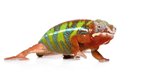 Chameleon Furcifer Pardalis - Ambilobe (18 mesi ) — Foto Stock