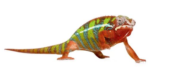 Chameleon Furcifer Pardalis - Ambilobe (18 luni ) — Fotografie, imagine de stoc