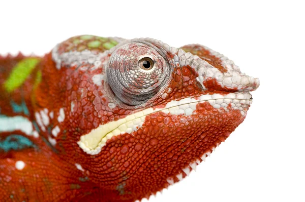 Chamäleon furcifer pardalis - Ambilobe (18 Monate)) — Stockfoto