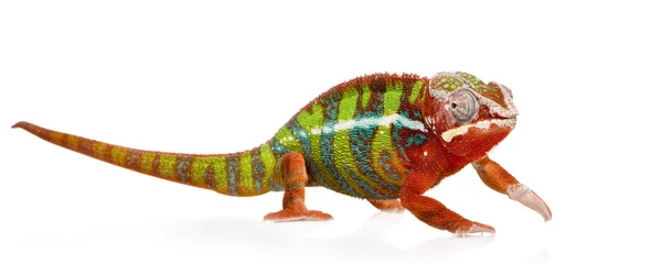 Chameleon Furcifer Pardalis - Ambilobe (18 місяців) — стокове фото