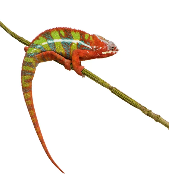 Chameleon Furcifer Pardalis - Ambilobe (18 kuukautta) ) — kuvapankkivalokuva