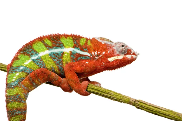 Chameleon Furcifer Pardalis - Ambilobe (18 maanden) — Stockfoto