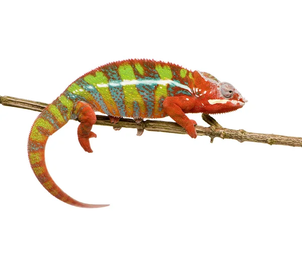 Chameleón Furcifer Pardalis - Ambilobe (18 měsíců) — Stock fotografie
