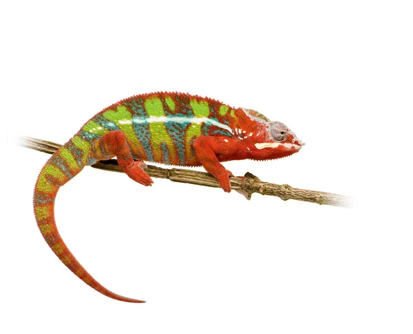 (Inggris) Chameleon Furcifer Pardalis Ambilobe (18 bulan ) — Stok Foto