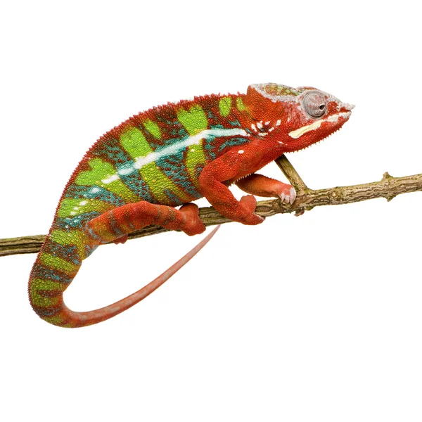 Chameleon Furcifer Pardalis - Ambilobe (18 months) — Stock Photo, Image