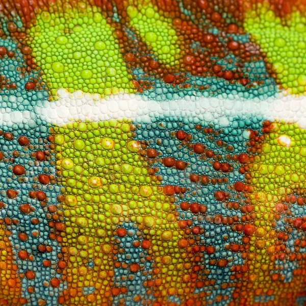 Close-up on a colorful reptile skin — Stock Photo, Image