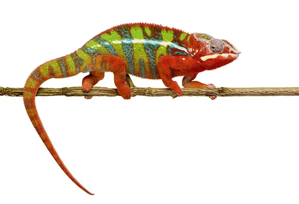 Chameleon Furcifer Pardalis - Ambilobe (18 månader) — Stockfoto
