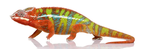 Chameleon Furcifer Pardalis - Ambilobe (18 months) — Stock Photo, Image