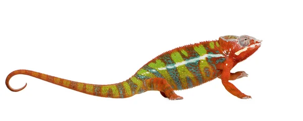 Chameleón Furcifer Pardalis - Ambilobe (18 měsíců) — Stock fotografie