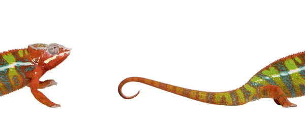 Chameleon, Furcifer Pardalis Ambilobe, 18 months old, against wh — Stock Photo, Image
