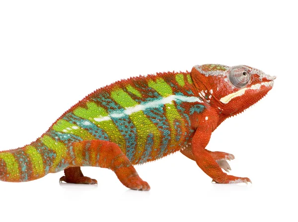 Chameleon Furcifer Pardalis - Ambilobe (18 месяцев ) — стоковое фото