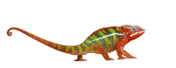 Chameleon Furcifer Pardalis - Ambilobe (18 månader) — Stockfoto