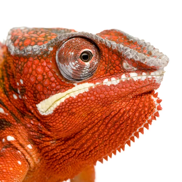 Chameleon Furcifer Pardalis - Sambava (до 2 років) — стокове фото