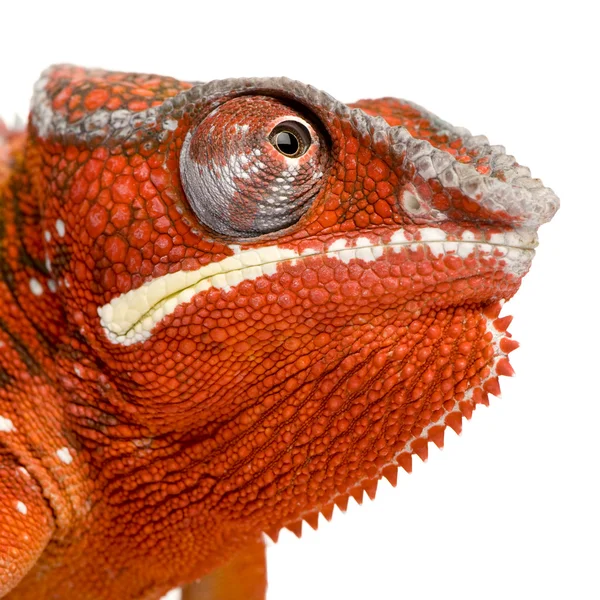 Chameleon Furcifer Pardalis - Sambava (2 años ) —  Fotos de Stock