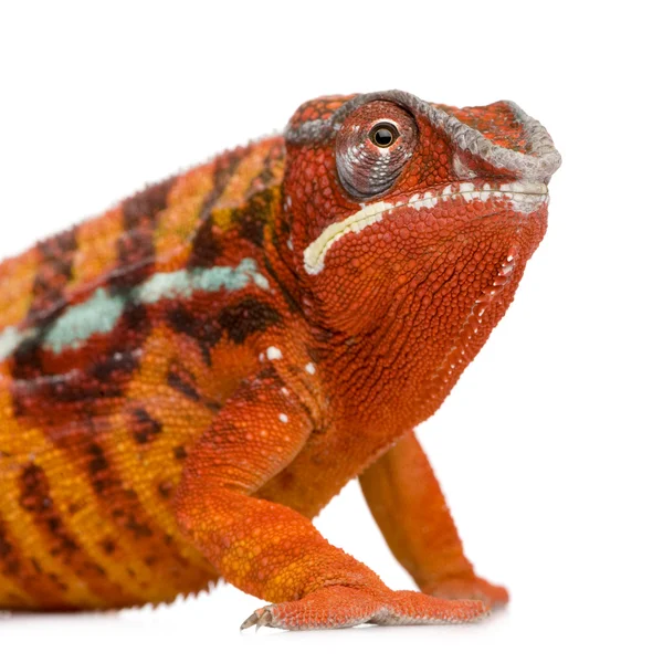 Chameleon Furcifer Pardalis - Sambava (2 years) — Stock Photo, Image