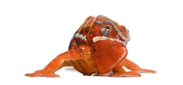 Chameleon Furcifer Pardalis - Sambava (2 years) — Stock Photo, Image
