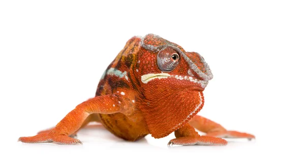 Chameleon Furcifer Pardalis - Sambava (2 года) ) — стоковое фото