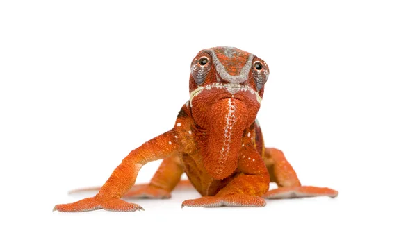 Chameleon Furcifer Pardalis - Sambava (2 años ) — Foto de Stock