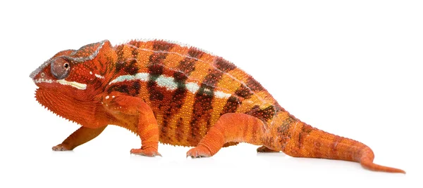 Chameleon Furcifer Pardalis - Sambava (2 года) ) — стоковое фото