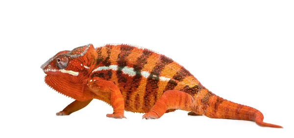 Chameleon Furcifer Pardalis - Sambava (2 år) — Stockfoto
