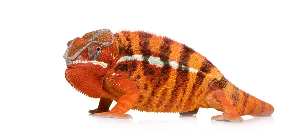 Chameleón Furcifer Pardalis - Sambava (2 roky) — Stock fotografie