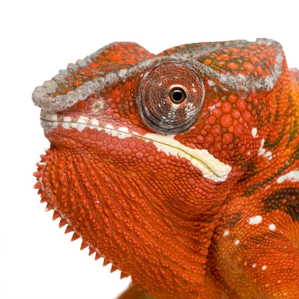 Chameleon Furcifer Pardalis - Sambava (2 años ) — Foto de Stock