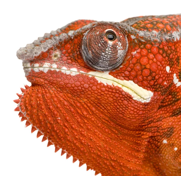 Chameleon Furcifer Pardalis - Sambava (2 años ) —  Fotos de Stock