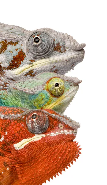 Närbild av färgglada kameleont furcifer pardalis, masoala, 4 Ja — Stockfoto