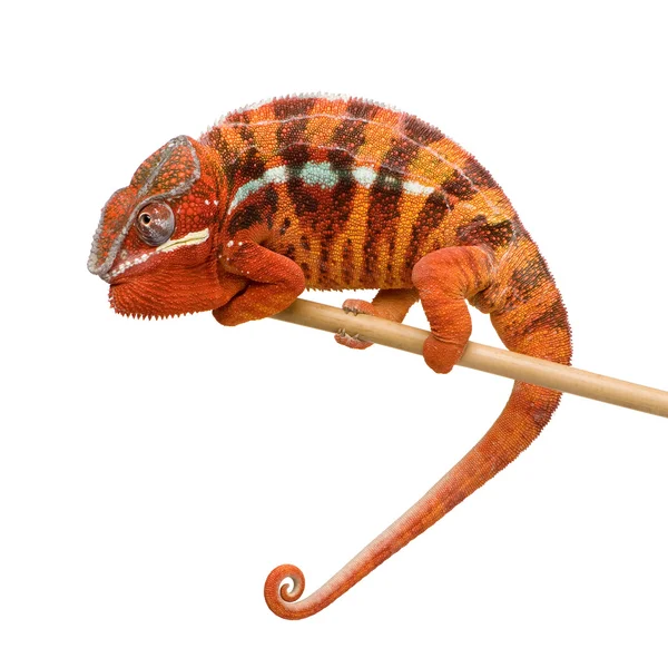 Chameleon Furcifer Pardalis - Sambava (2 jaar) — Stockfoto