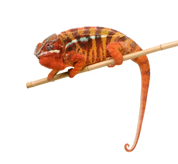 (Inggris) Chameleon Furcifer Pardalis Sambava (2 tahun ) — Stok Foto