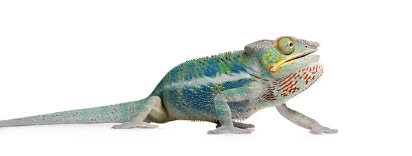 Young Chameleon Furcifer Pardalis - Ankify (8 months) — Stock Photo, Image