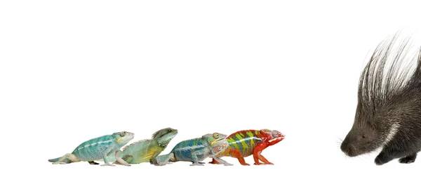 Unge Chameleons, Furcifer Pardalis, og Ankify, 8 måneder gammel, w - Stock-foto