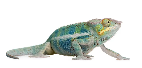 Молодий Chameleon Furcifer Pardalis - Ankify (8 місяців) — стокове фото