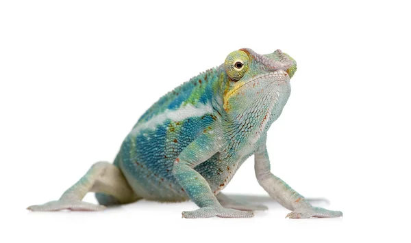 Mladá chameleón Furcifer Pardalis - Ankify (8 měsíců) — Stock fotografie