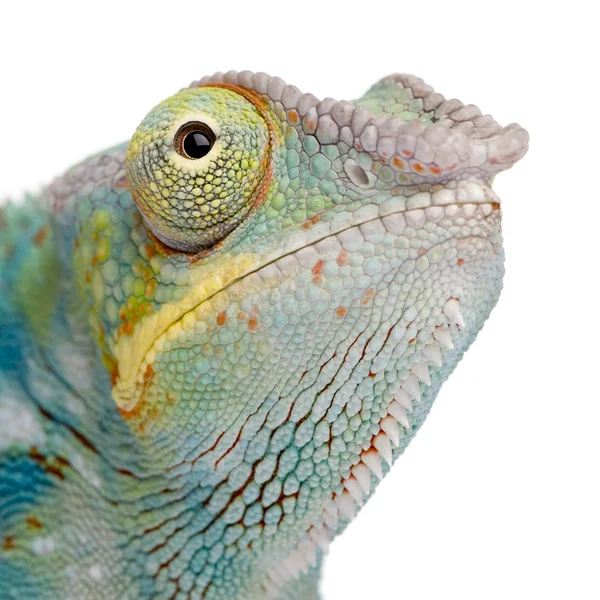 Young Chameleon Furcifer Pardalis - Ankify (8 месяцев ) — стоковое фото